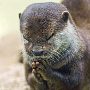 Meet your Posher, Dong-young donna